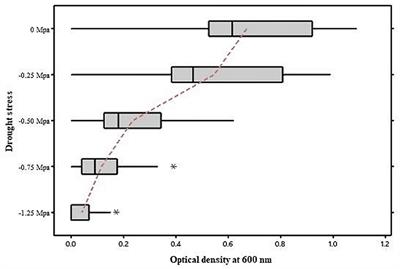 The Role of Phyllosphere Bacteria in Improving Cotton Growth and Yield Under Drought Conditions